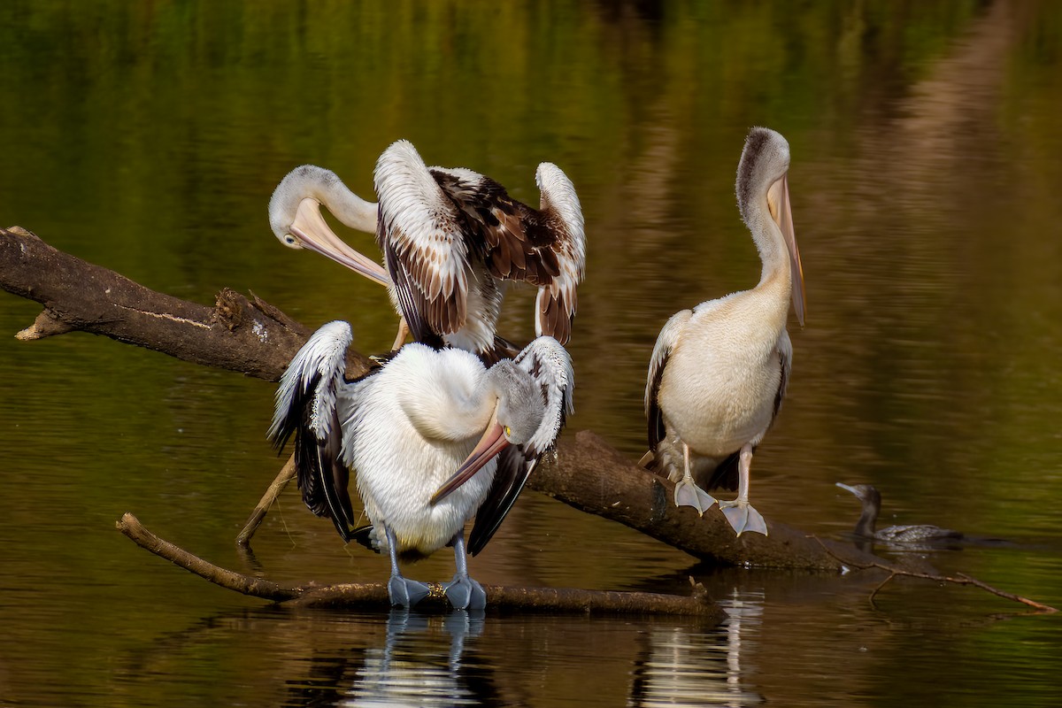pelikán australský - ML602972871