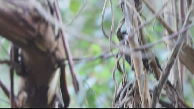 Eastern Whipbird - ML602973041