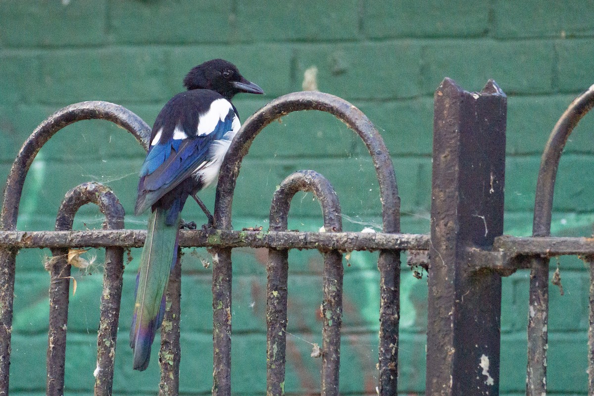 Eurasian Magpie - ML602973811