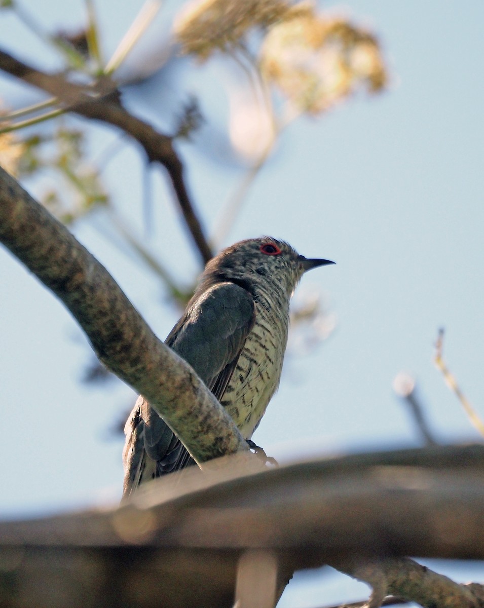 Little Bronze-Cuckoo - ML602973981