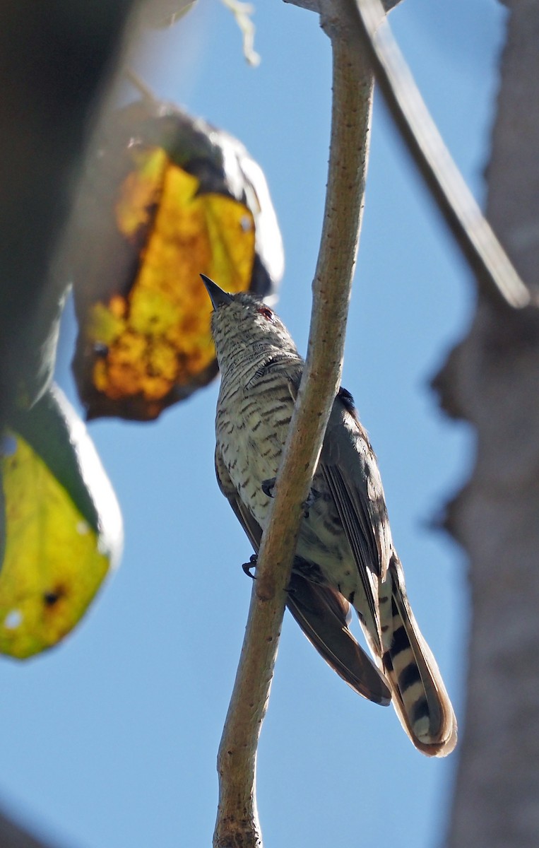 Little Bronze-Cuckoo - ML602974021