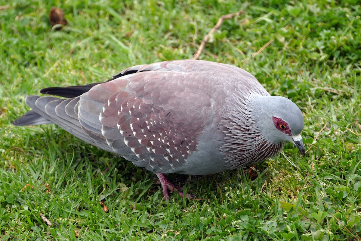 Pigeon roussard - ML602976891