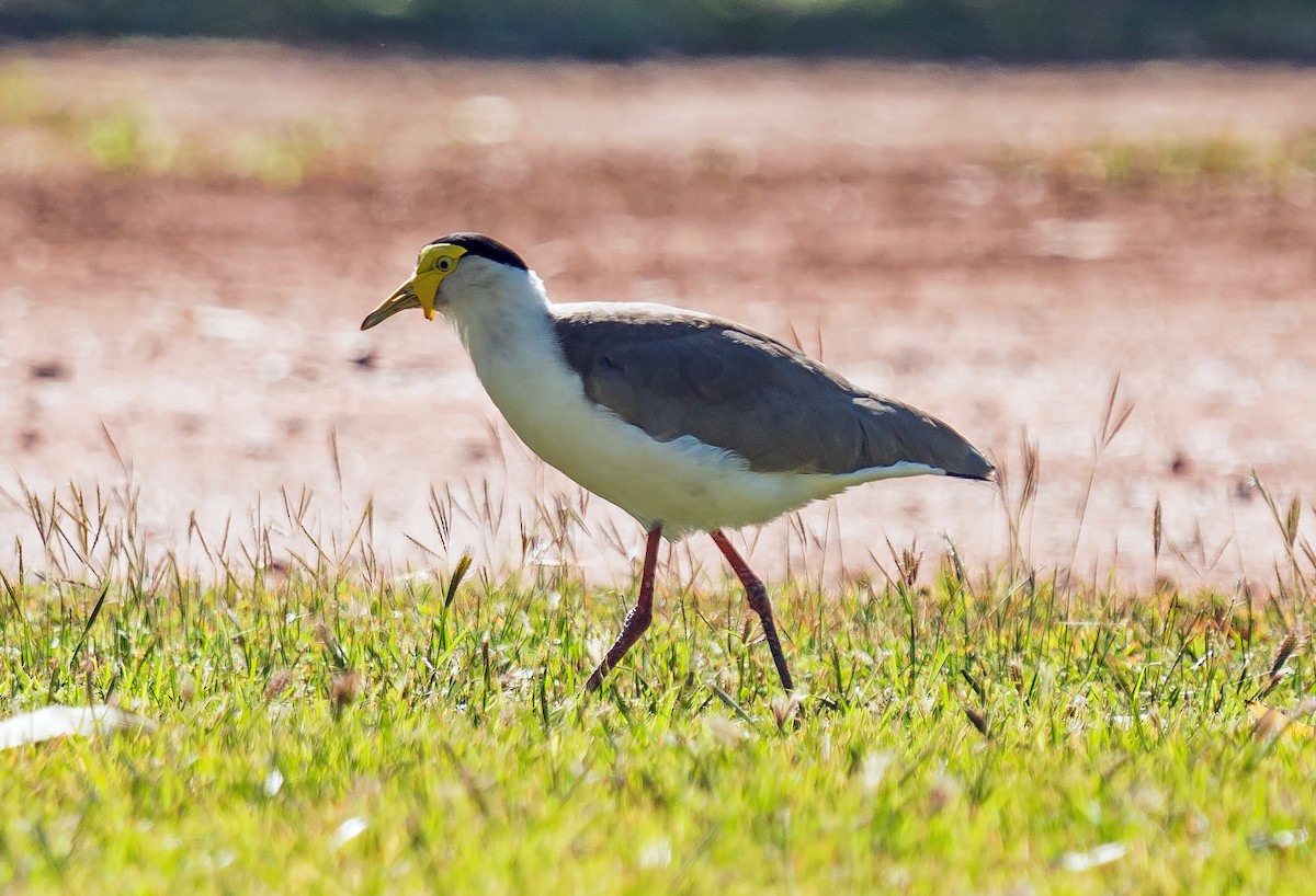 Masked Lapwing - ML602978511