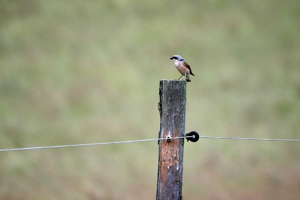 Red-backed Shrike - ML602978611