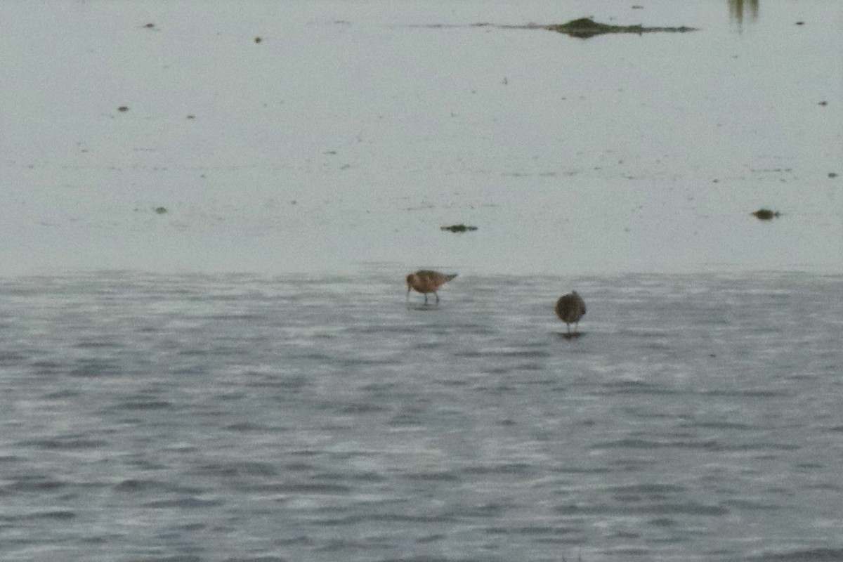 Curlew Sandpiper - ML602980601