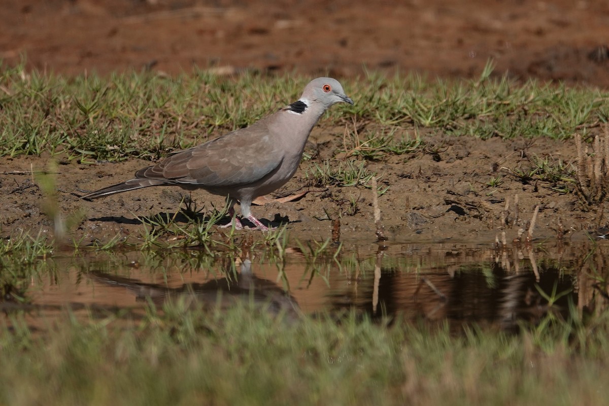 Mourning Collared-Dove - ML602981531