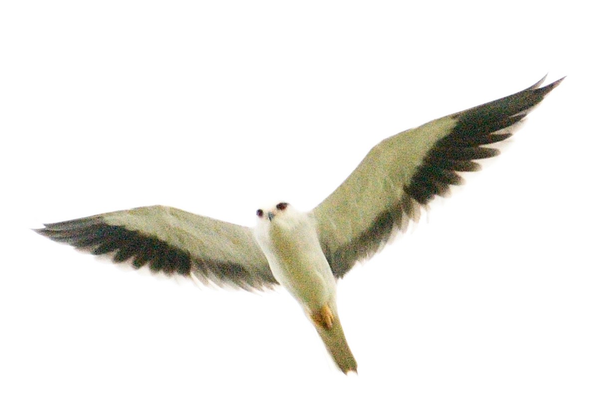 Black-winged Kite - Ali Hyder