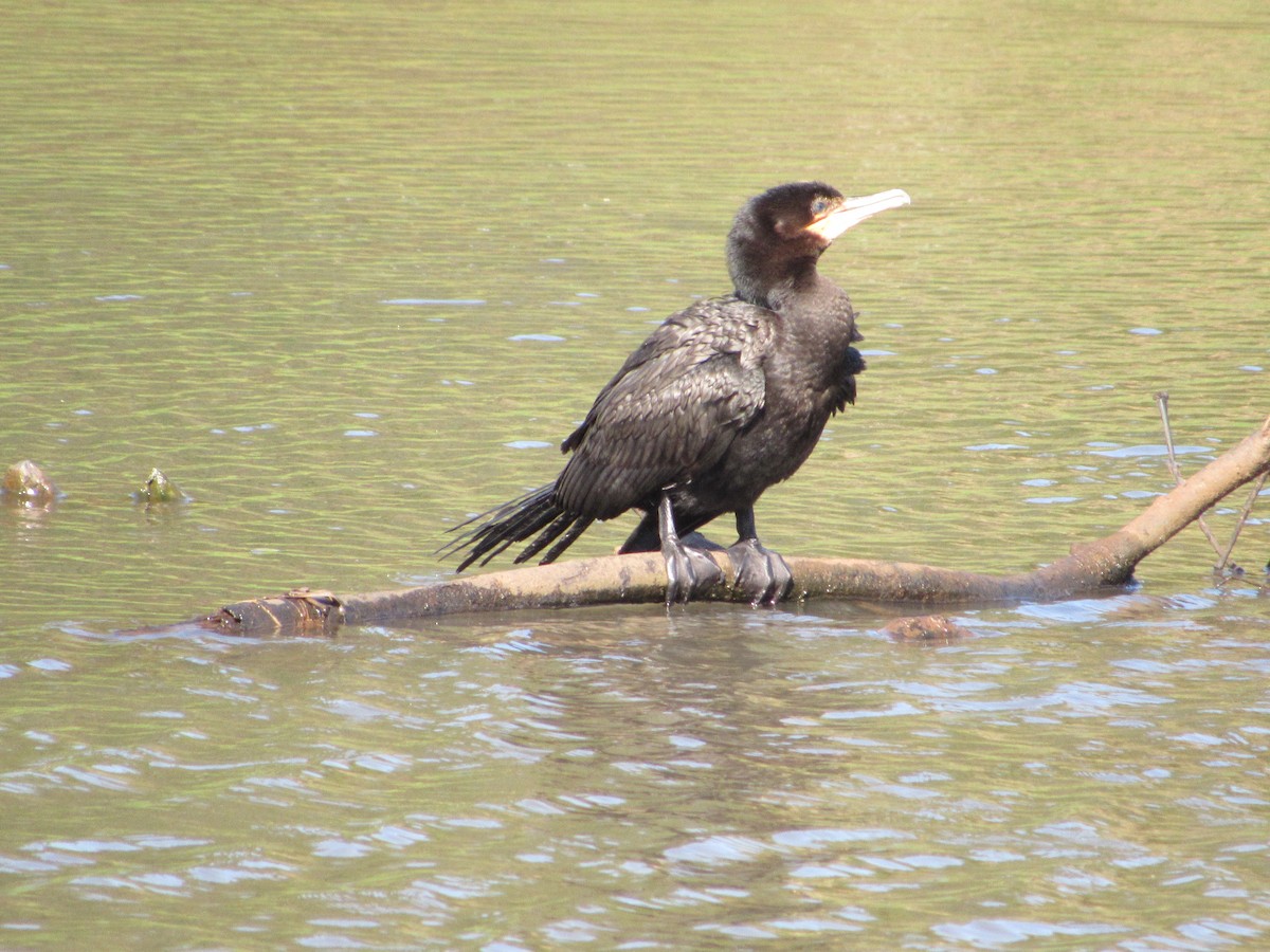 Neotropic Cormorant - ML602982581