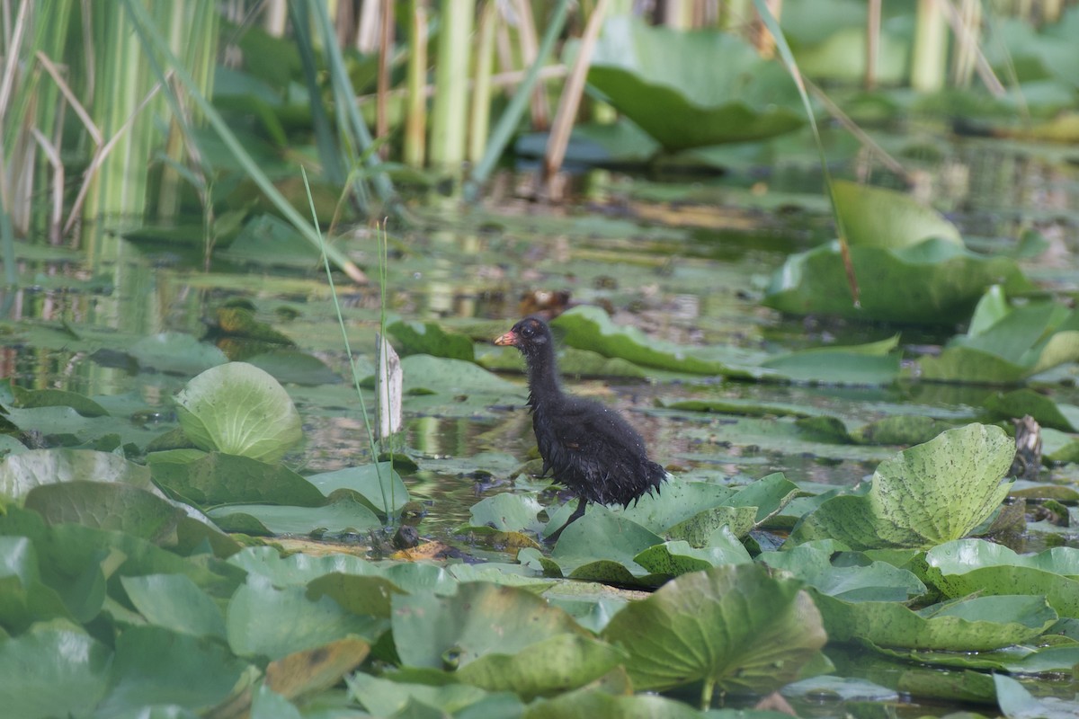 Common Gallinule - ML602983491