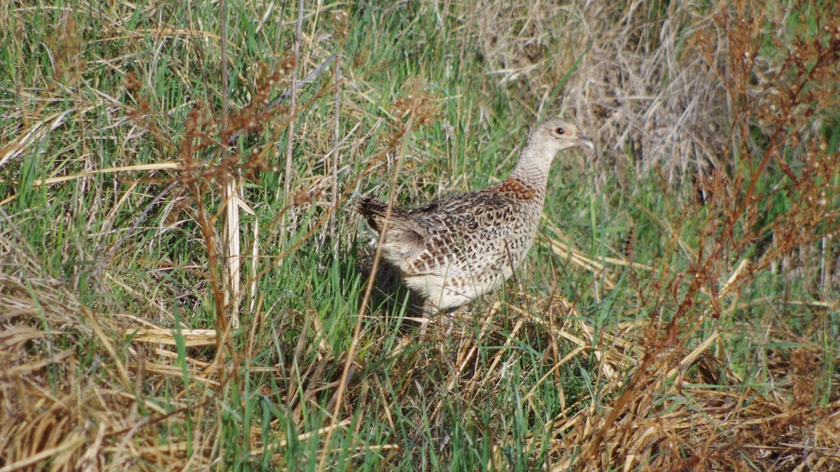 Ring-necked Pheasant - ML602983981