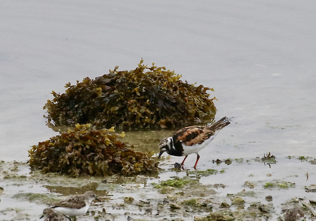 Ruddy Turnstone - Eddy Edwards