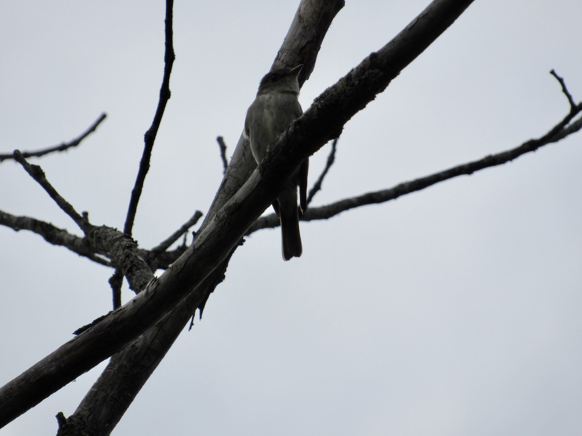 Eastern Wood-Pewee - ML602984891