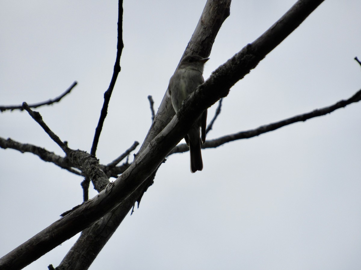 Eastern Wood-Pewee - ML602984921