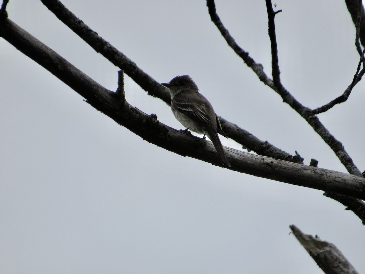 Eastern Wood-Pewee - ML602984941