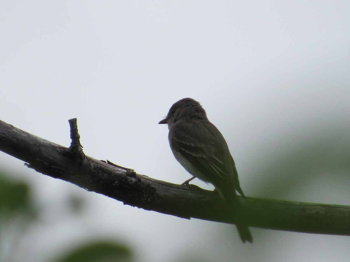 Eastern Wood-Pewee - ML602984971