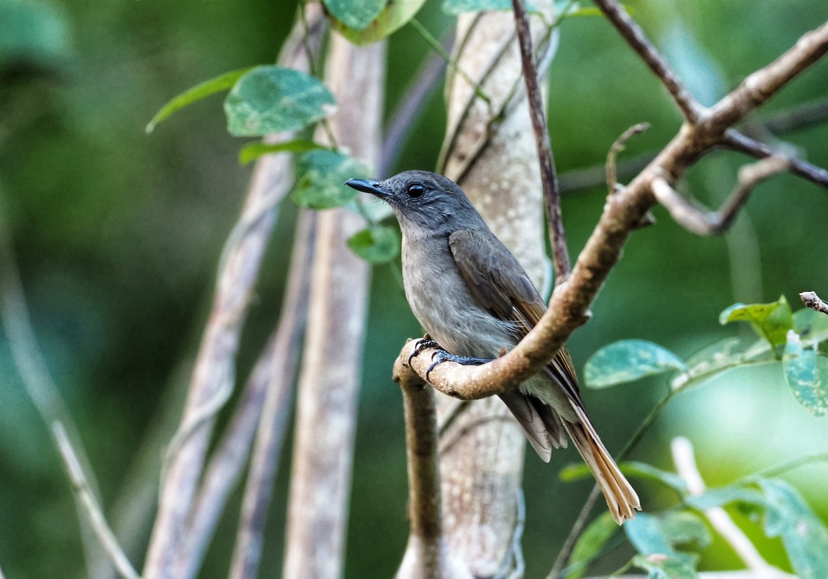 Sumba Jungle Flycatcher - ML602985001