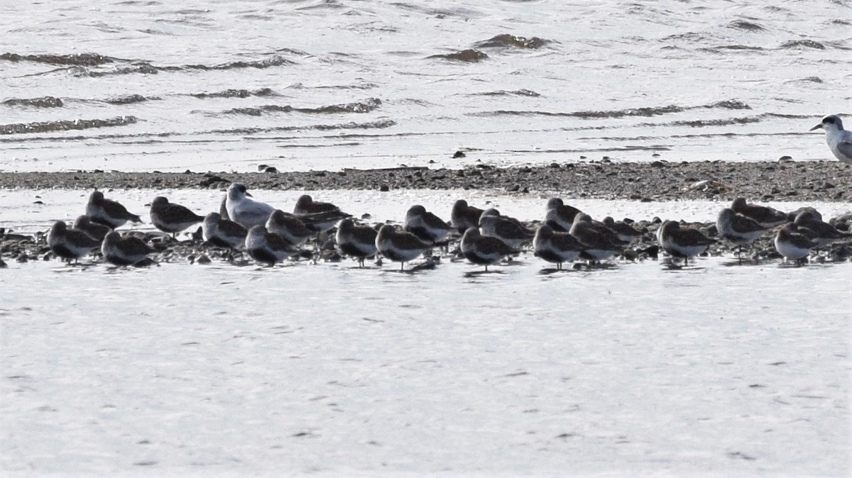 Dunlin - Karin Sparrow