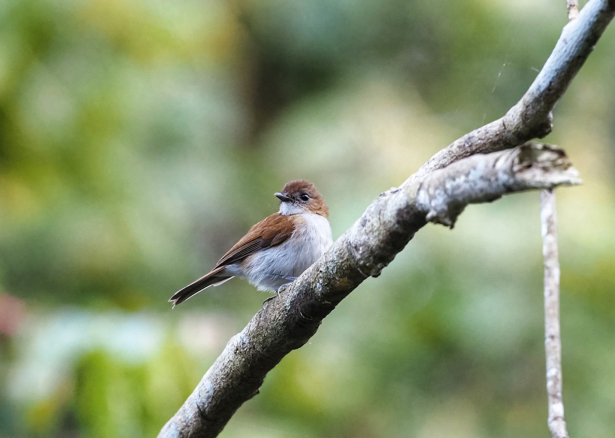 Sumba Flycatcher - ML602985131