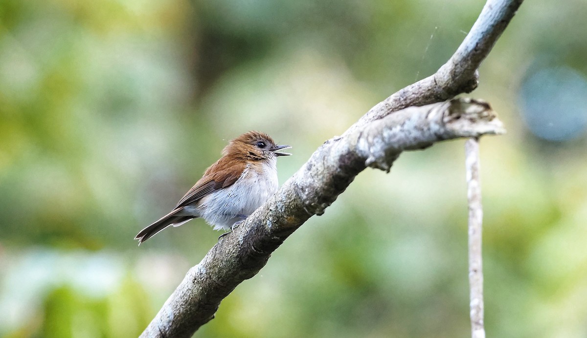 Sumba Flycatcher - ML602985141