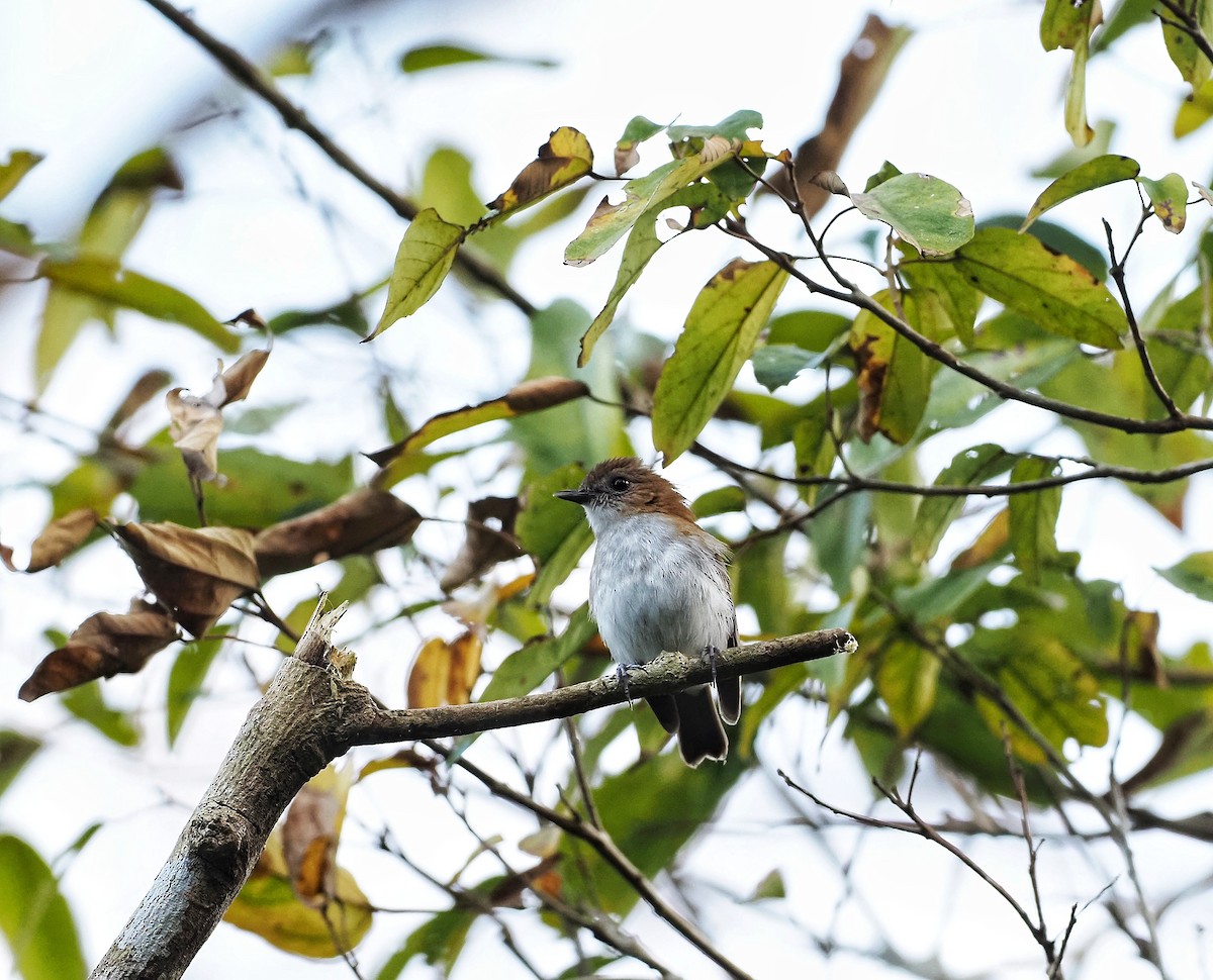 Sumba Flycatcher - ML602985151