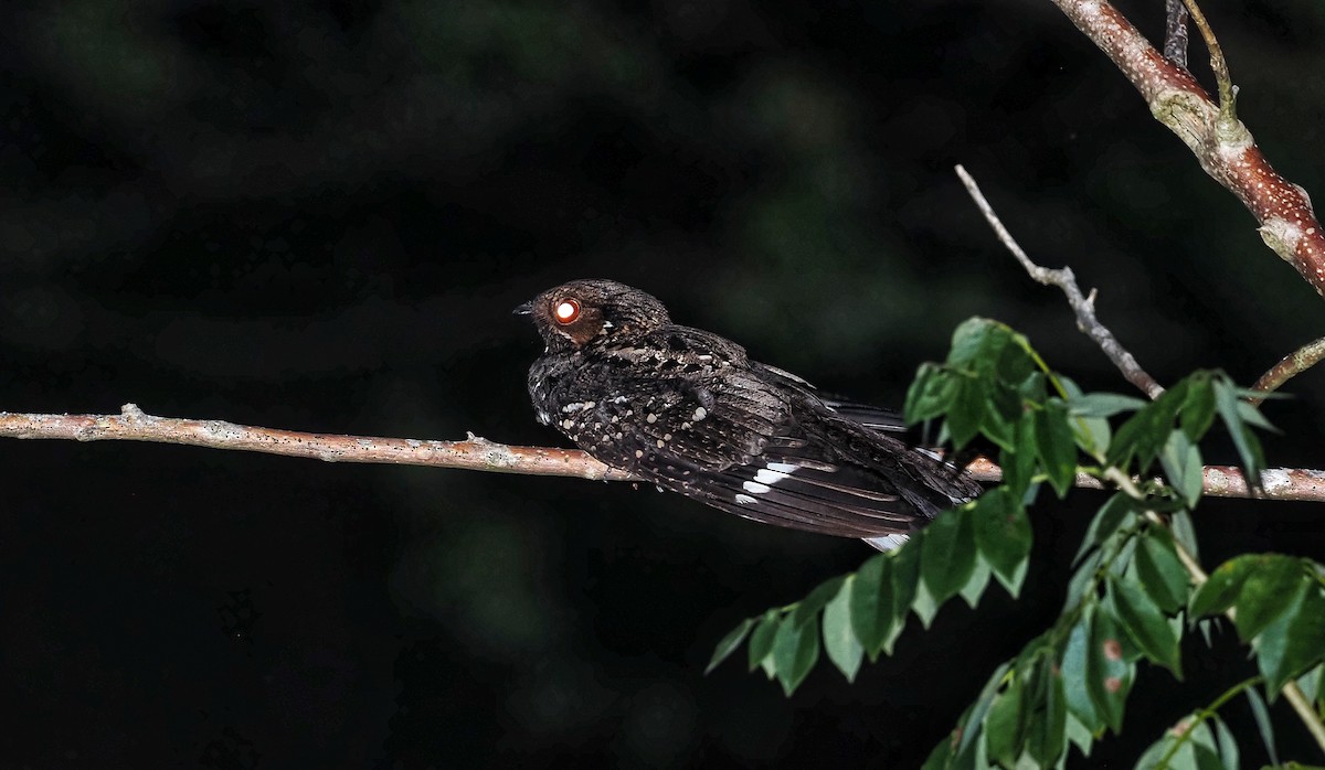 Mees's Nightjar - ML602985541