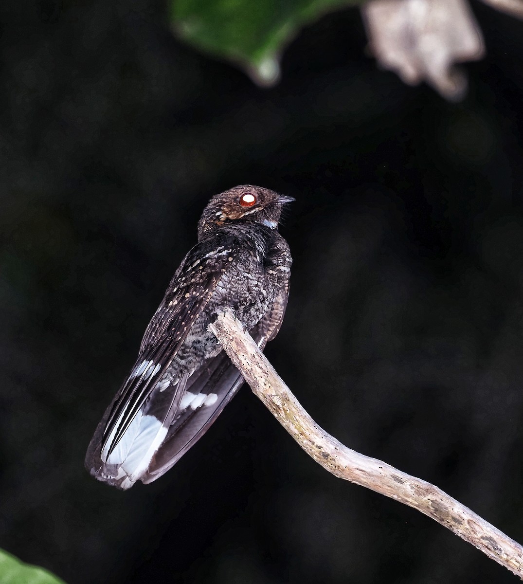 Mees's Nightjar - ML602985551