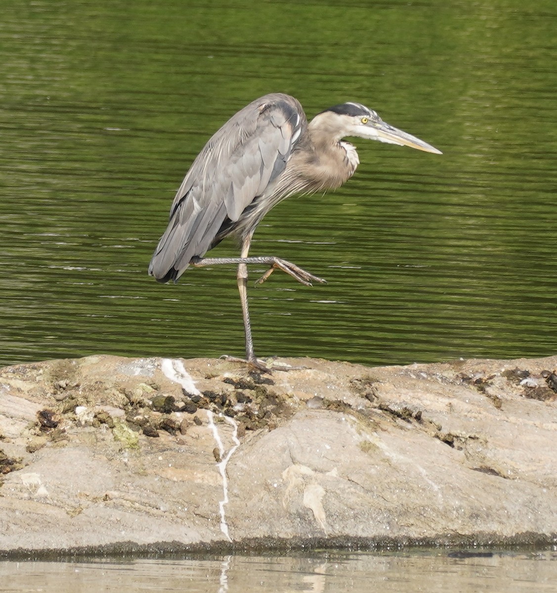 Great Blue Heron - Steve Warshaw