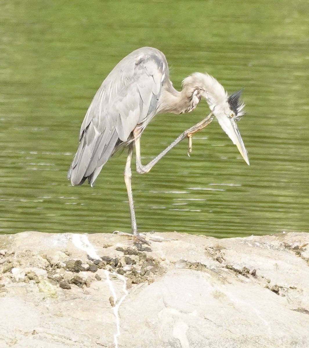 Great Blue Heron - Steve Warshaw