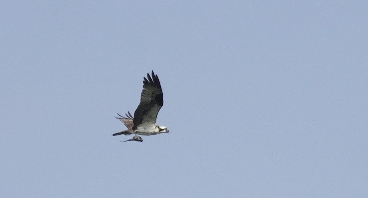 Águila Pescadora - ML602986261