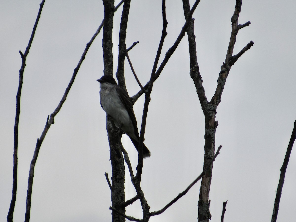 Eastern Kingbird - ML602986541