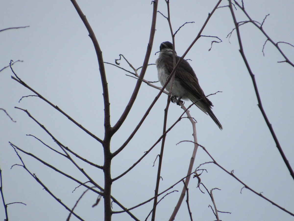 Eastern Kingbird - ML602986561