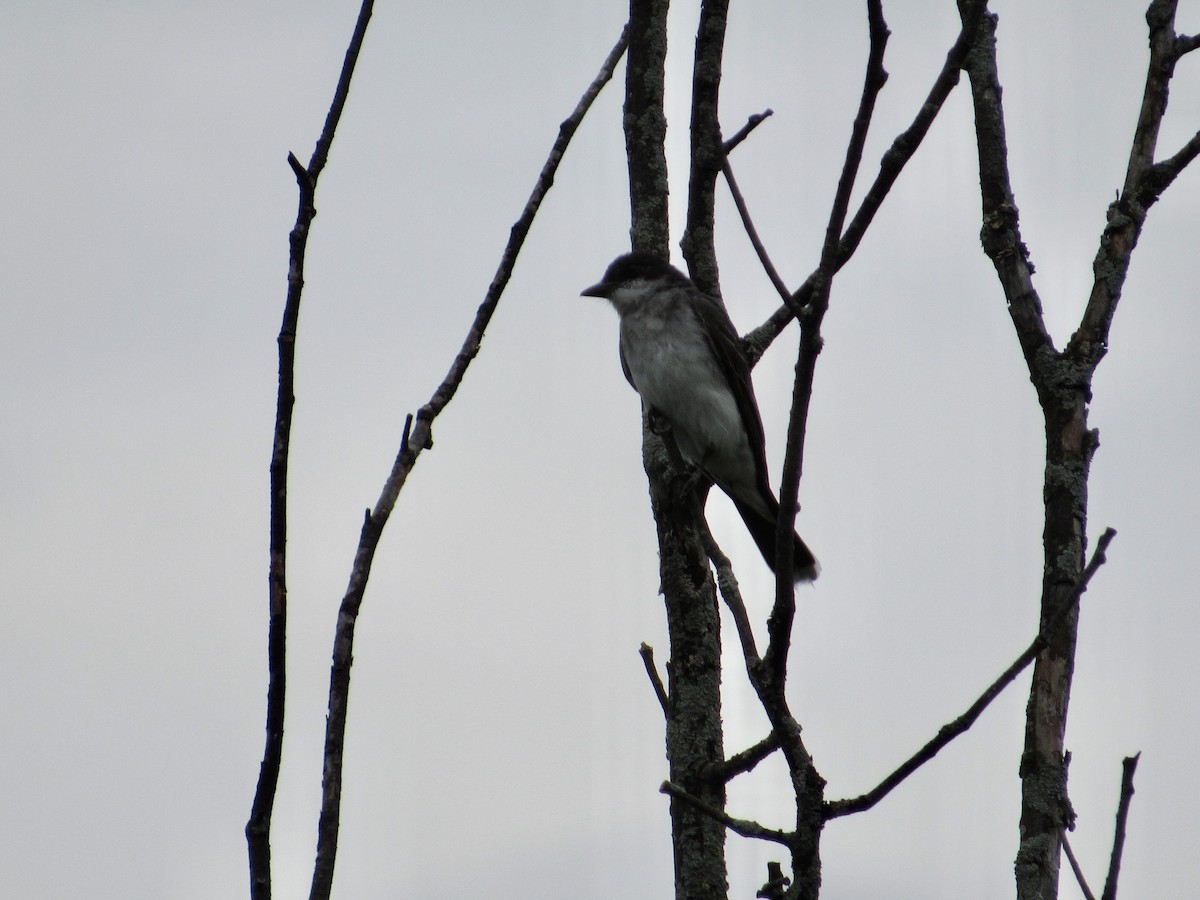 Eastern Kingbird - ML602986611