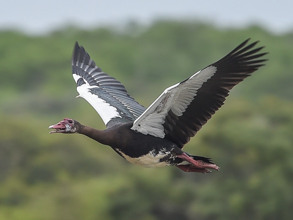 Spur-winged Goose - ML602987651