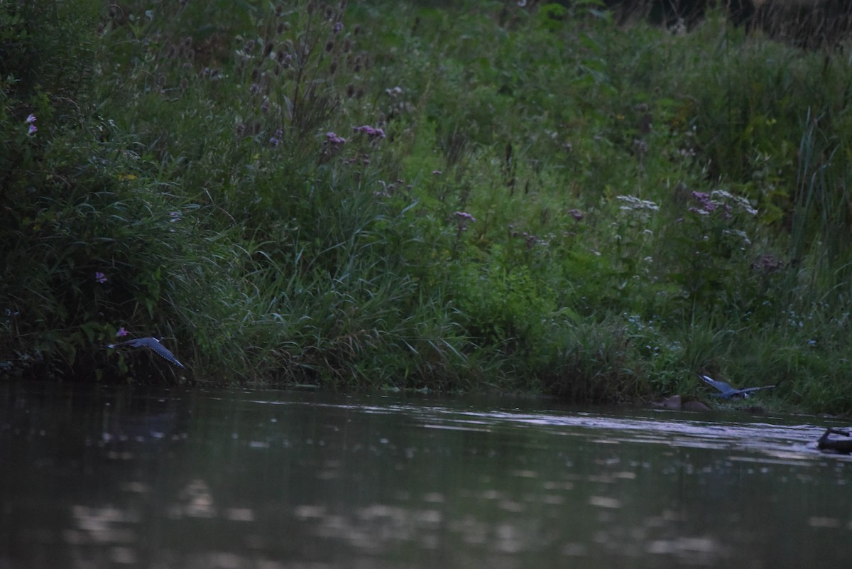 Belted Kingfisher - ML602988411