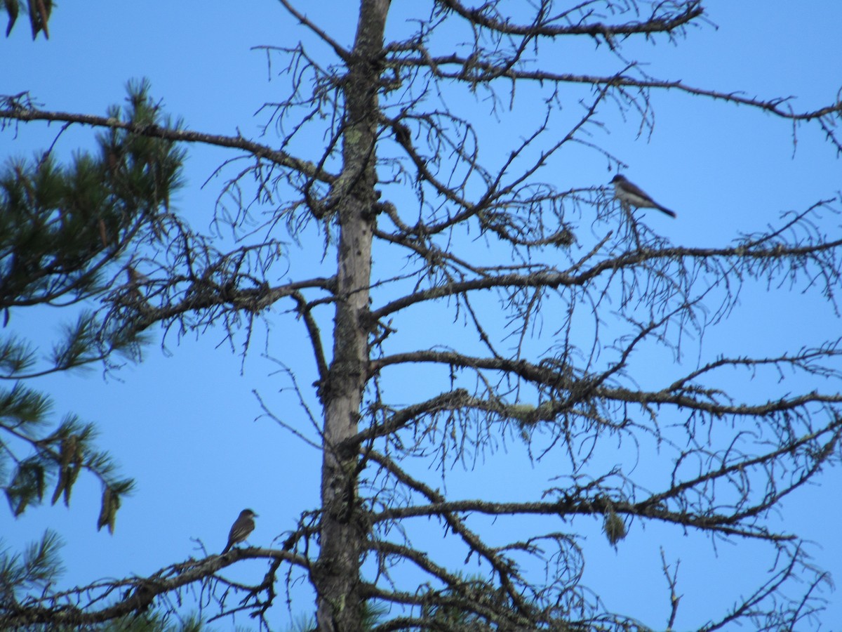 Eastern Kingbird - ML602989341