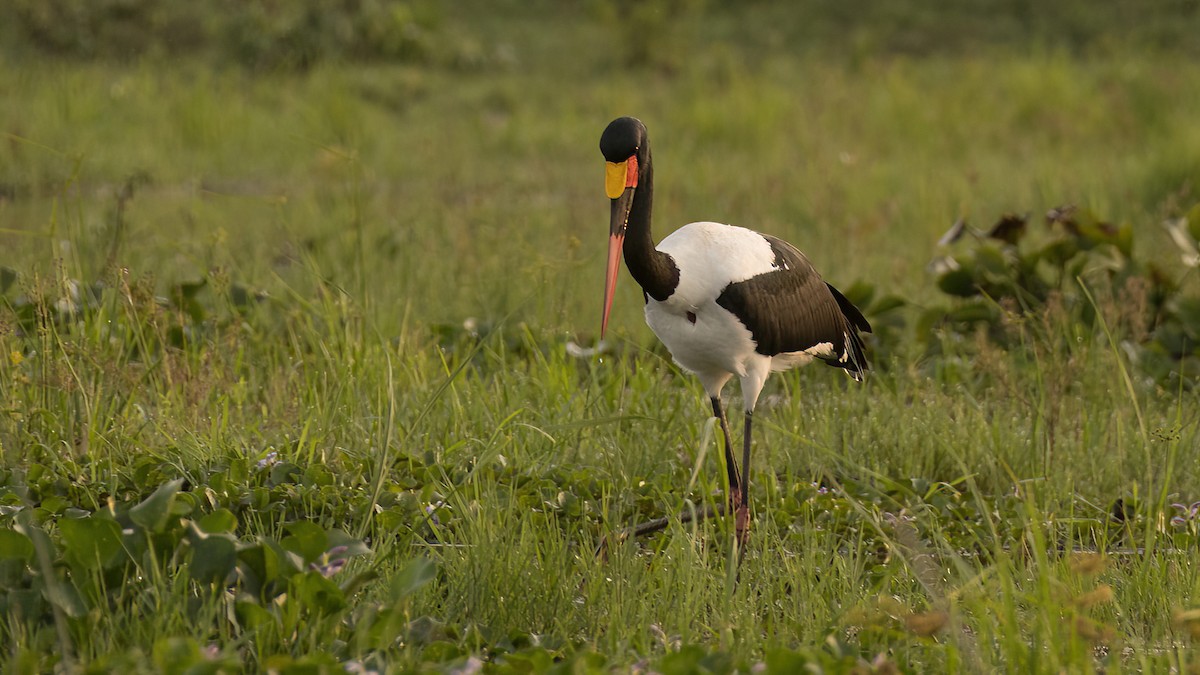 Saddle-billed Stork - ML602989751