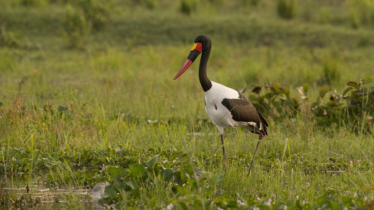 Saddle-billed Stork - ML602990061