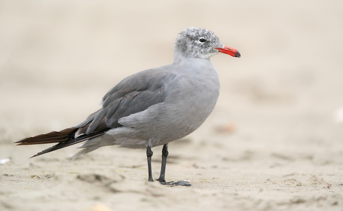 Heermann's Gull - Derek Lecy