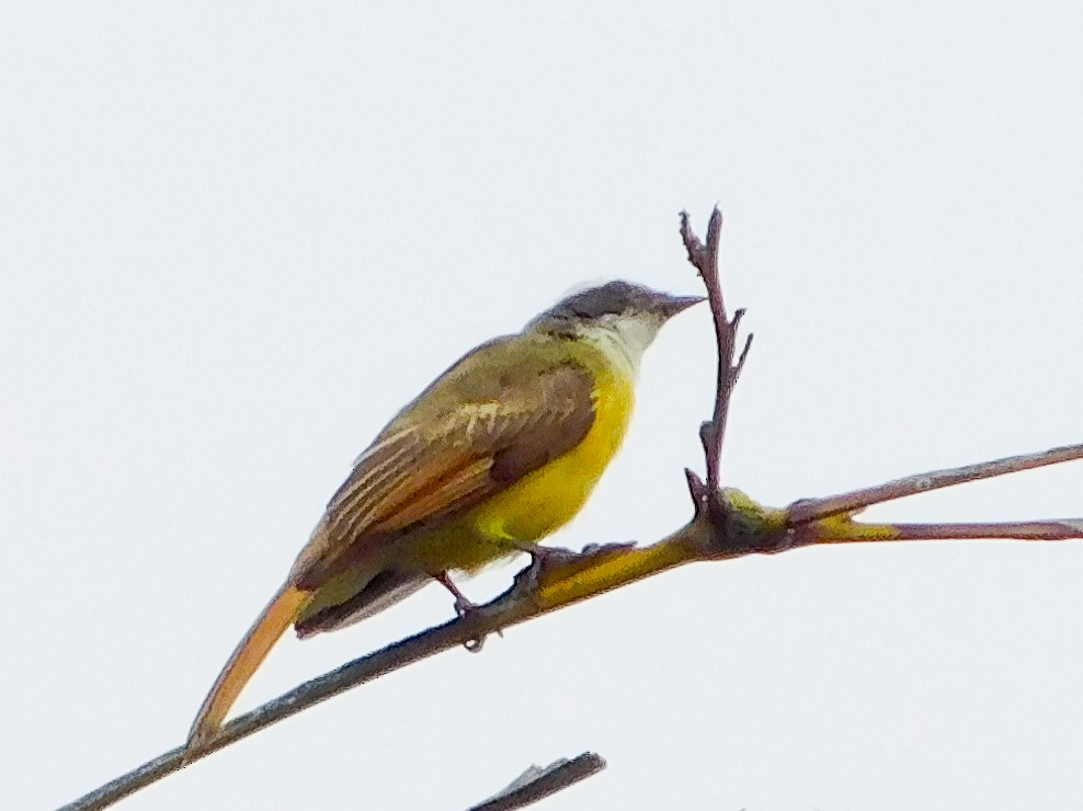 Social Flycatcher - ML602992391