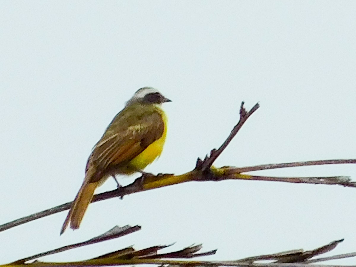 Social Flycatcher - ML602992401