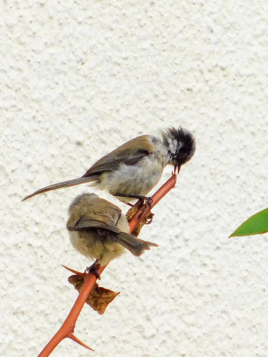 Bushtit (melanotis Group) - Jorge Crespo Pérez