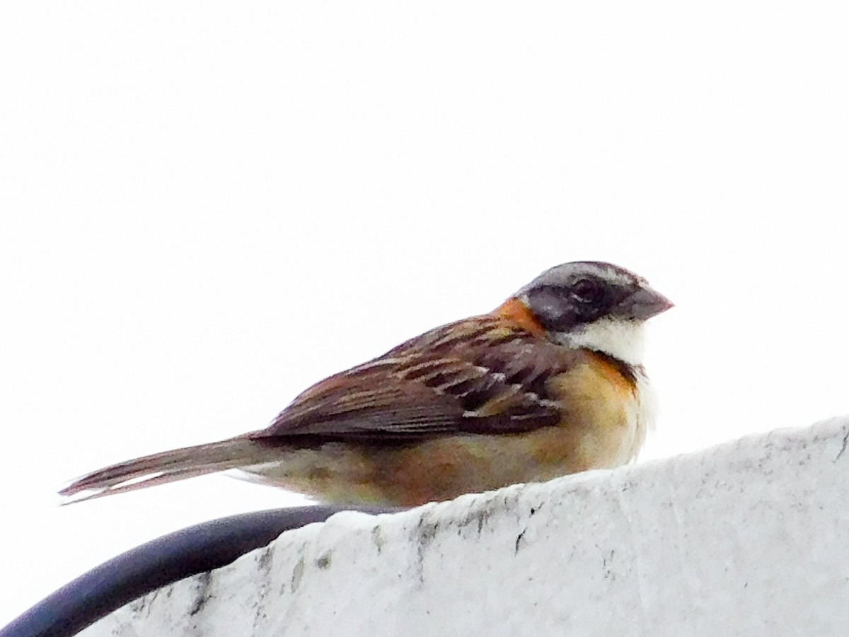 Rufous-collared Sparrow - ML602992671