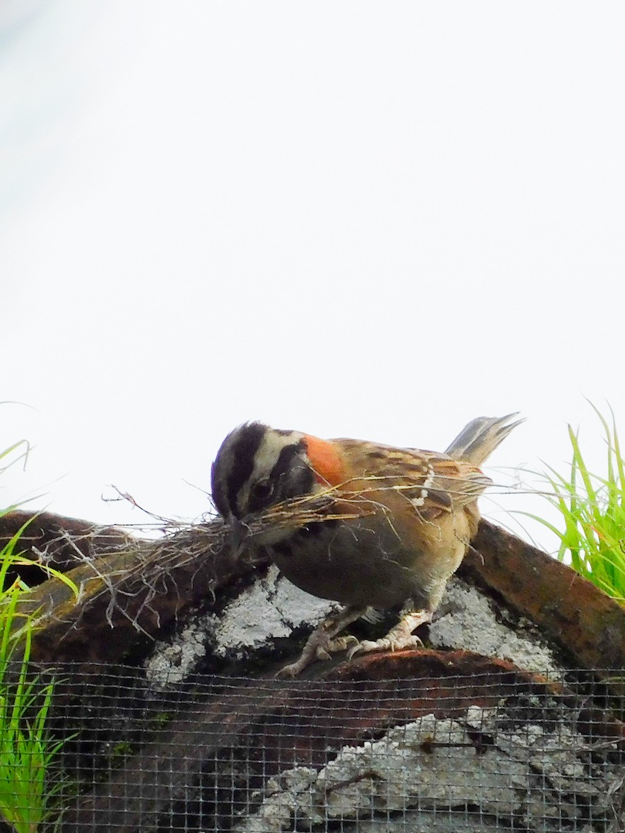 Rufous-collared Sparrow - ML602992701