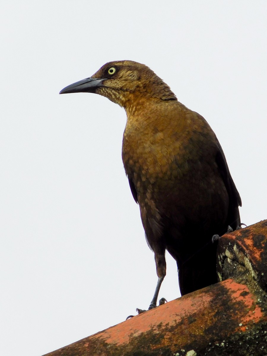 Great-tailed Grackle - ML602992851