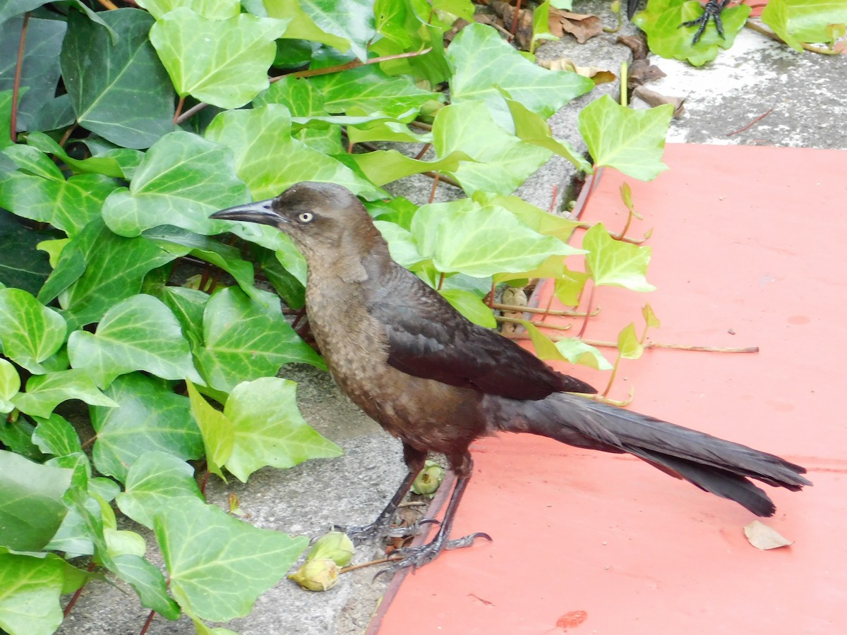 Great-tailed Grackle - ML602992861