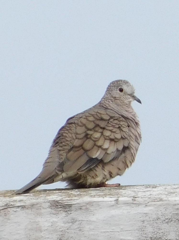 Inca Dove - ML602993141