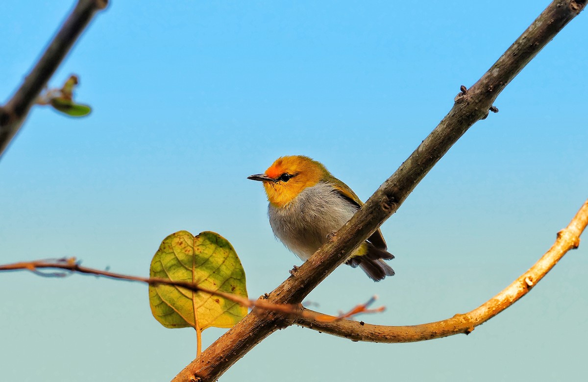 Yellow-spectacled White-eye - ML602994521