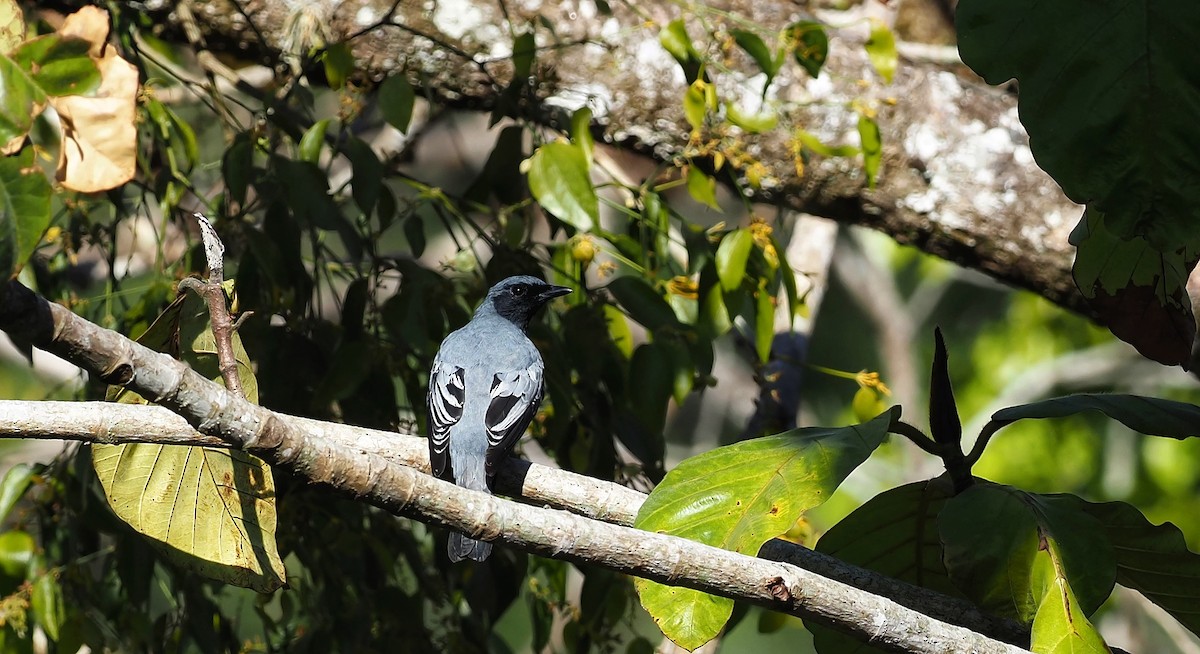 Pale-shouldered Cicadabird - ML602994791