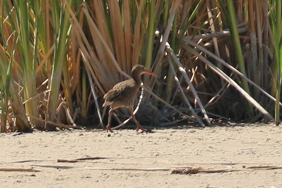 Ridgway's Rail (Yuma) - Greg Scyphers