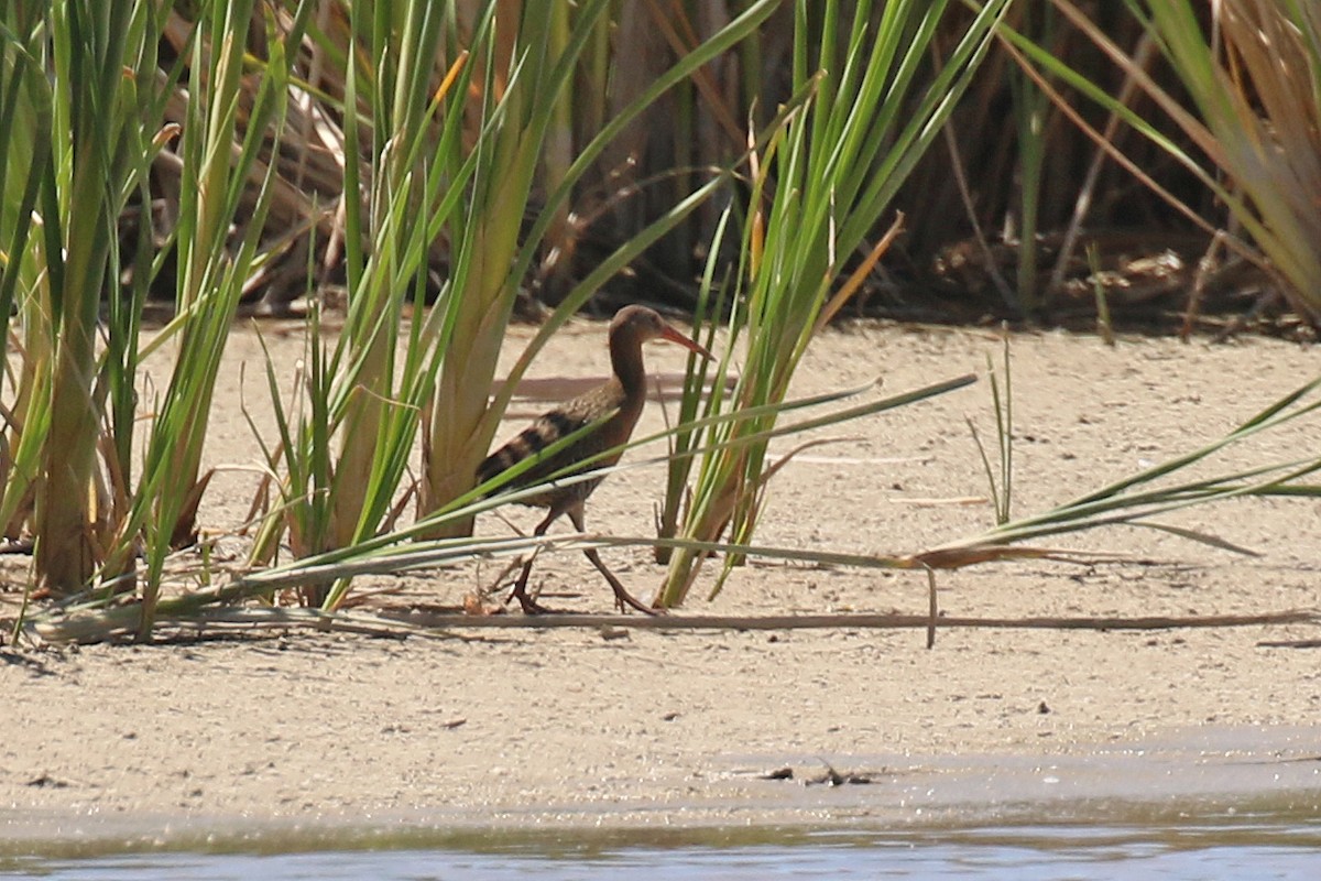 Rascón de Ridgway (yumanensis) - ML60299641